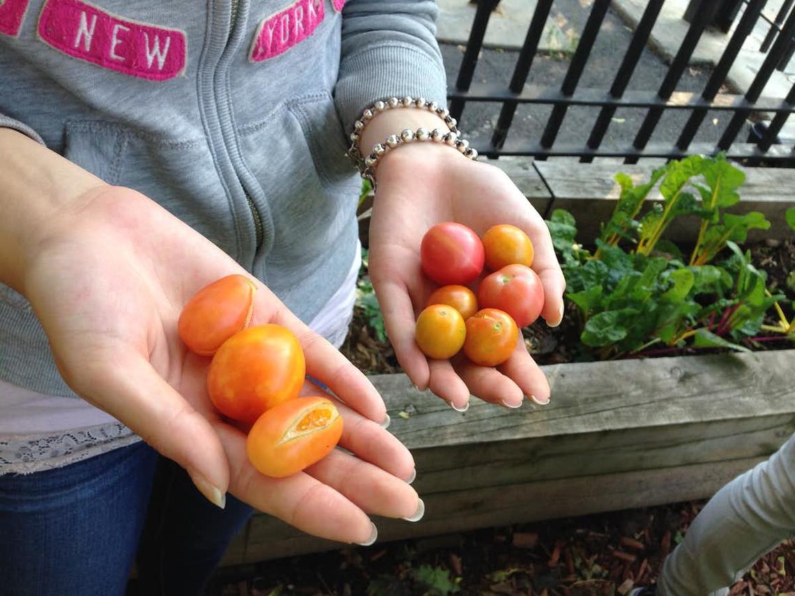 Harvesting tomatoes and chard in one of the gardens.