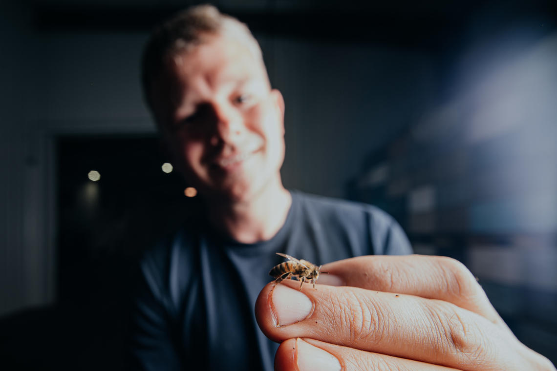 Closeup of a bee on a finger