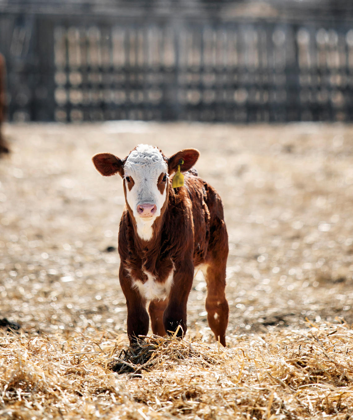 Calf in field