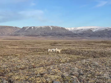 wolves in arctic